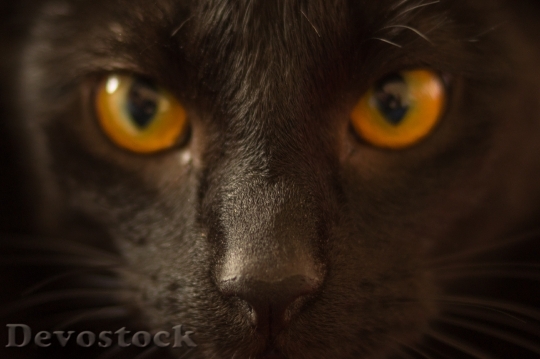 Devostock animal-pet-eyes-cat