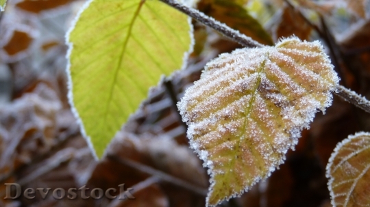 Devostock Autumn frosty leaves photo stock  (1)