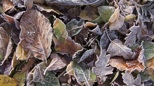 Devostock Autumn frosty leaves photo stock  (8)