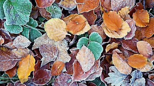 Devostock Autumn frosty leaves photo stock  (9)