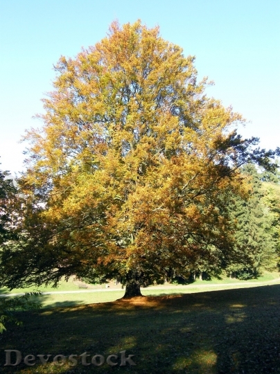 Devostock Autumn nature tree leaves  (105)