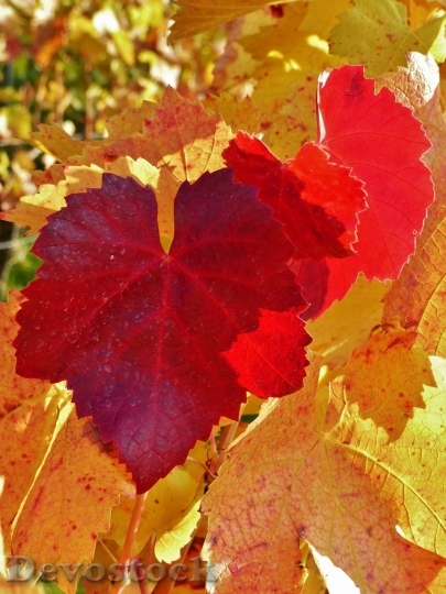 Devostock Autumn nature tree leaves  (114)