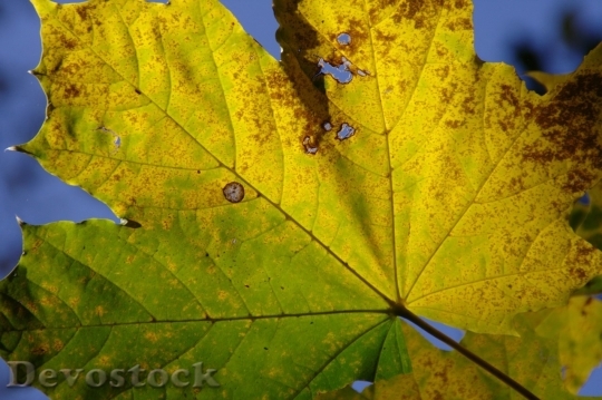Devostock Autumn nature tree leaves  (117)