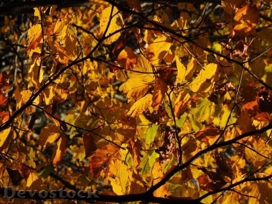 Devostock Autumn nature tree leaves  (127)