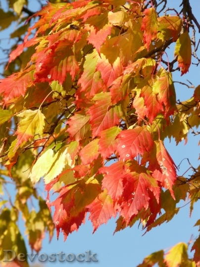 Devostock Autumn nature tree leaves  (13)