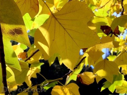 Devostock Autumn nature tree leaves  (134)