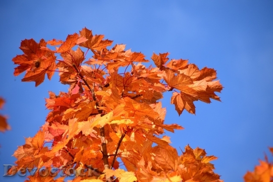 Devostock Autumn nature tree leaves  (136)