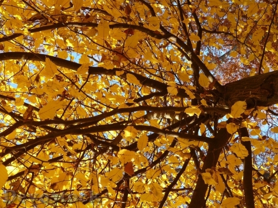 Devostock Autumn nature tree leaves  (15)