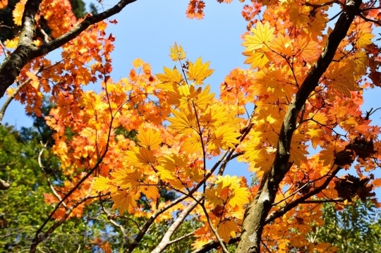 Devostock Autumn nature tree leaves  (159)
