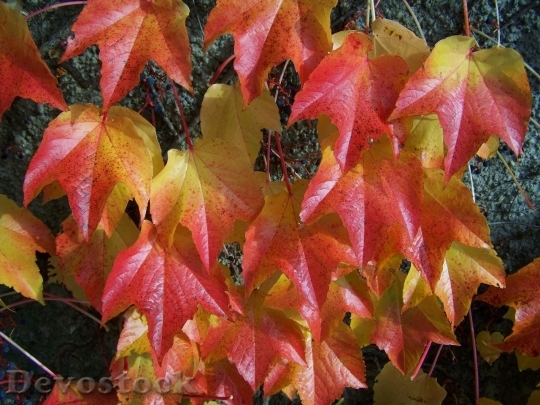 Devostock Autumn nature tree leaves  (171)