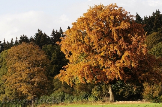 Devostock Autumn nature tree leaves  (183)