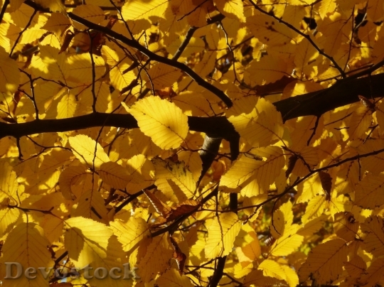 Devostock Autumn nature tree leaves  (20)