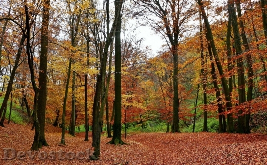 Devostock Autumn nature tree leaves  (201)