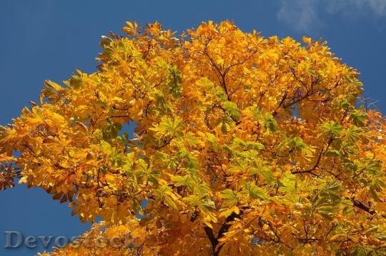 Devostock Autumn nature tree leaves  (239)