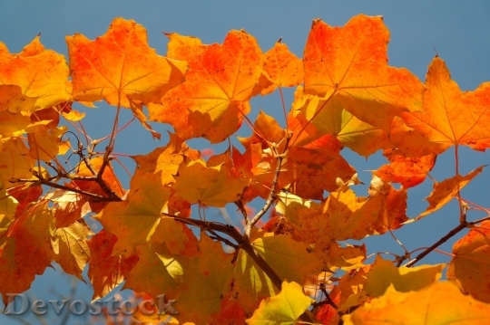 Devostock Autumn nature tree leaves  (255)
