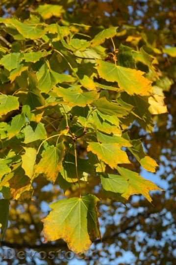 Devostock Autumn nature tree leaves  (256)