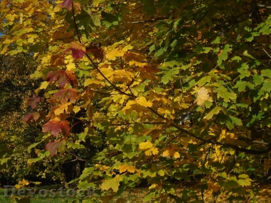 Devostock Autumn nature tree leaves  (289)