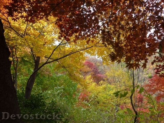 Devostock Autumn nature tree leaves  (296)