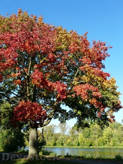 Devostock Autumn nature tree leaves  (301)