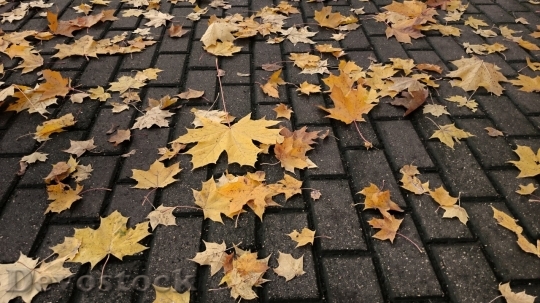 Devostock Autumn nature tree leaves  (305)