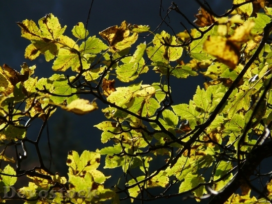 Devostock Autumn nature tree leaves  (312)