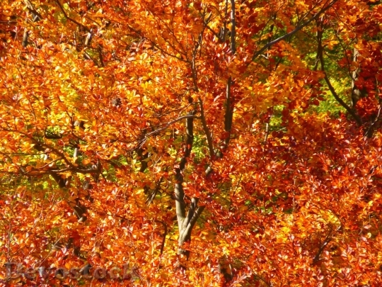 Devostock Autumn nature tree leaves  (325)
