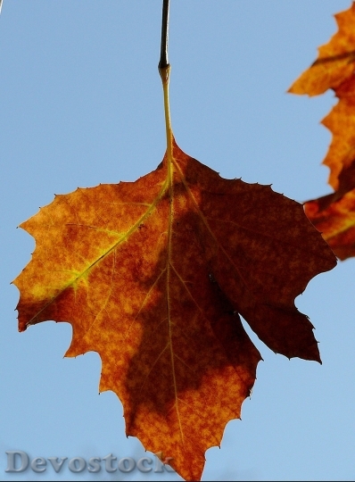 Devostock Autumn nature tree leaves  (327)