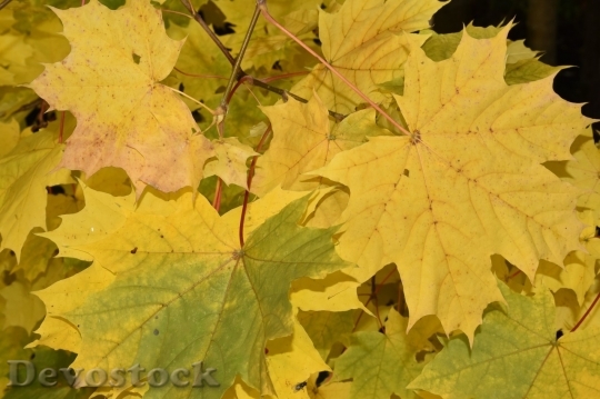 Devostock Autumn nature tree leaves  (338)