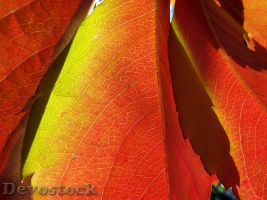 Devostock Autumn nature tree leaves  (353)