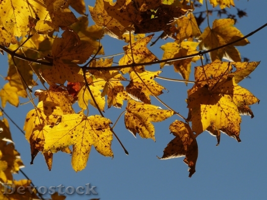 Devostock Autumn nature tree leaves  (40)