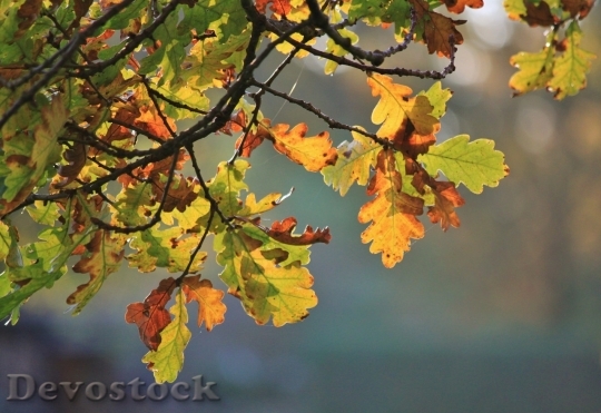 Devostock Autumn nature tree leaves  (43)