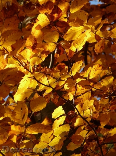 Devostock Autumn nature tree leaves  (53)