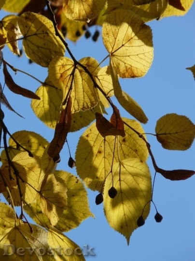 Devostock Autumn nature tree leaves  (54)