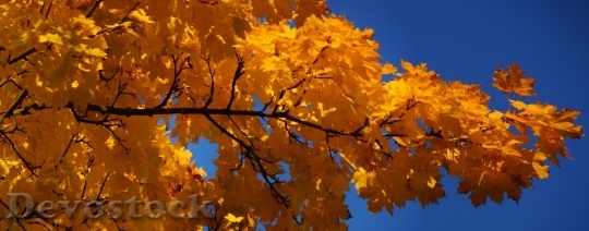 Devostock Autumn nature tree leaves  (64)