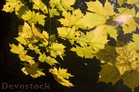 Devostock Autumn nature tree leaves  (80)