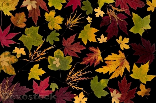 Devostock Autumn nature tree leaves  (84)