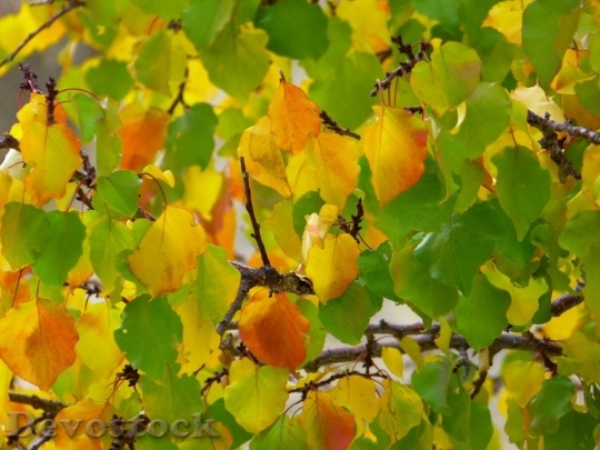 Devostock Autumn nature tree leaves  (94)