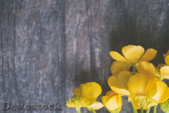 Devostock background-beautiful-bloom-1039106