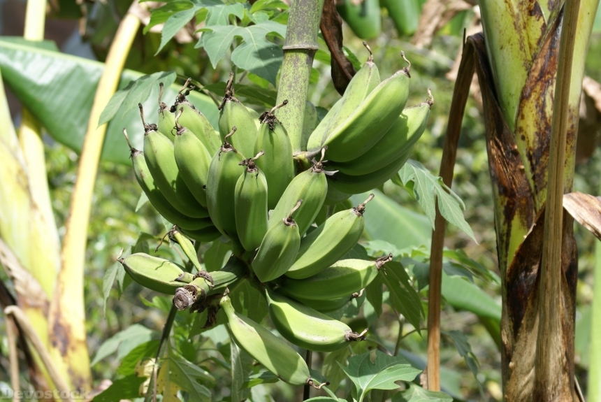 Devostock bananaplants-dsc02006