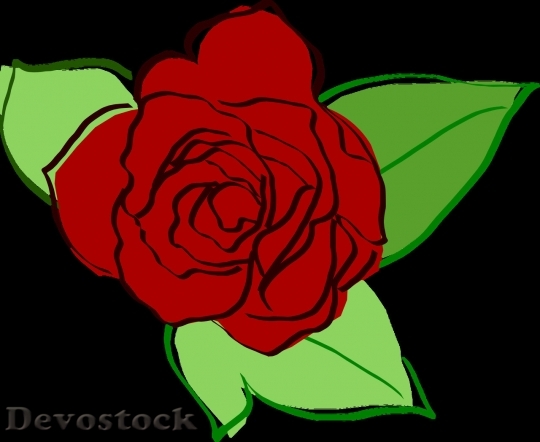 Devostock Beautiful red rose  (10)