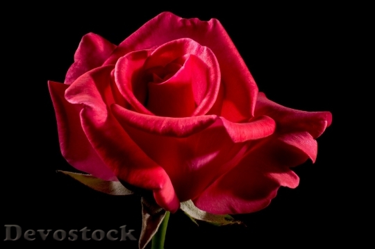Devostock Beautiful red rose  (105)
