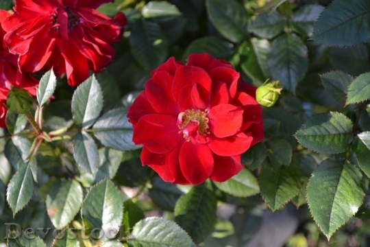 Devostock Beautiful red rose  (11)