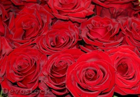 Devostock Beautiful red rose  (113)