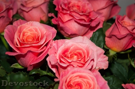 Devostock Beautiful red rose  (114)