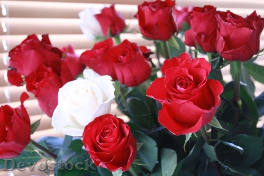 Devostock Beautiful red rose  (12)