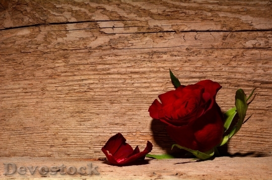 Devostock Beautiful red rose  (128)