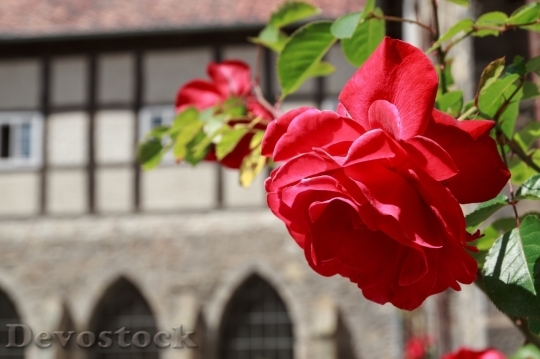 Devostock Beautiful red rose  (131)