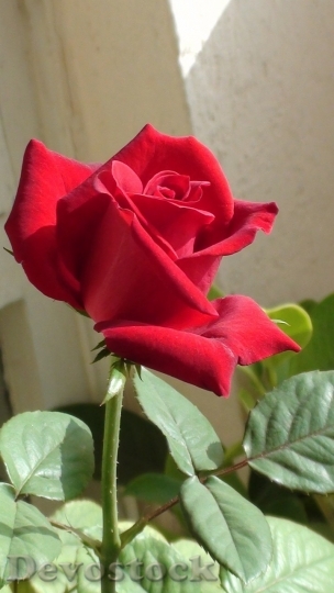 Devostock Beautiful red rose  (141)