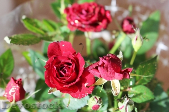 Devostock Beautiful red rose  (145)