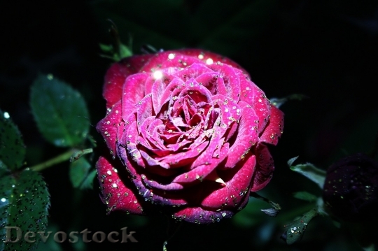 Devostock Beautiful red rose  (148)